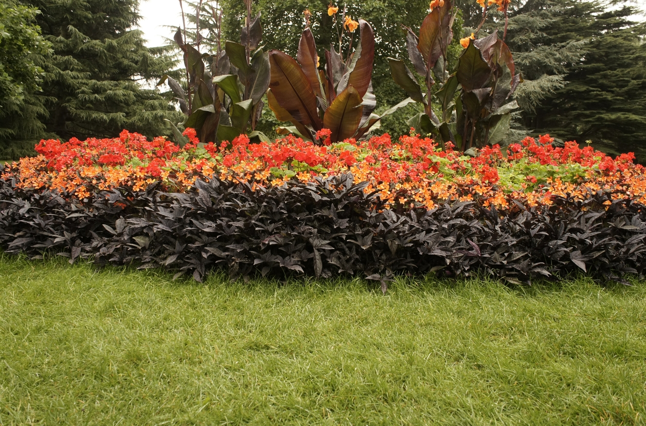 Sample from Mip-NeRF 360 - flowers