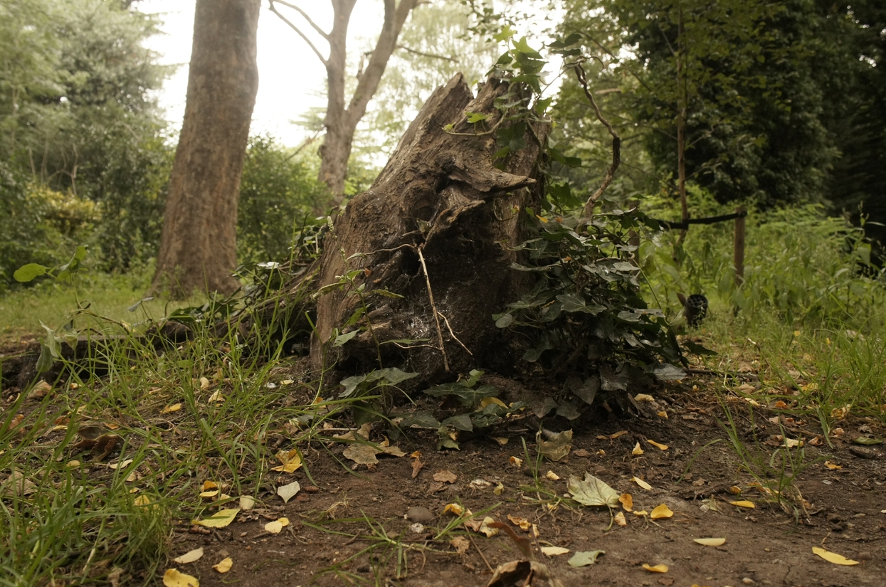 Sample from Mip-NeRF 360 - stump