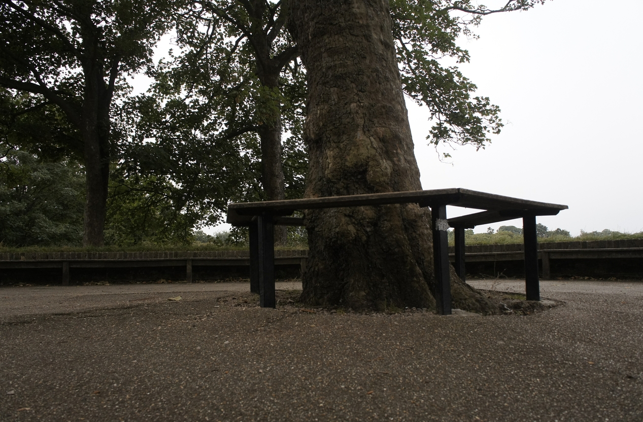 Sample from Mip-NeRF 360 - treehill